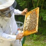 عسل شناسنامه‌دار چیست؟بهترین عسل در طی 1000سال|مازولند